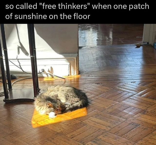 So called "free thinkers" when one patch of sunshine on the floor Мем с котом, который лежит на пятне солнечного света на полу. На изображении пушистый кот, который свернулся клубком, идеально вписавшись в прямоугольное пятно солнечного света на деревянном полу.