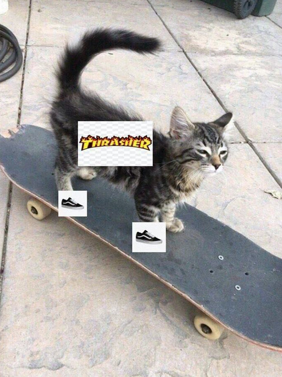 Кот на скейтборде Thrasher Маленький полосатый котёнок стоит на скейтборде с логотипом Thrasher и обувью Vans, выглядит задумчивым или немного недовольным