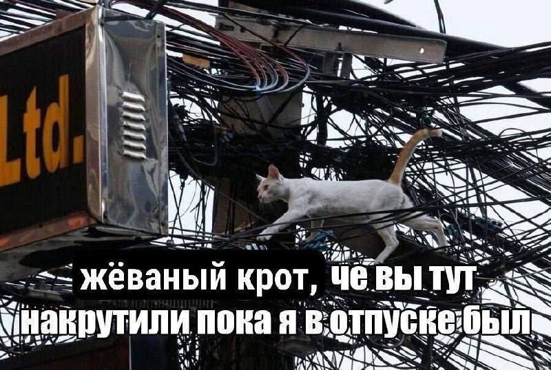 Жеваный крот, че вы тут накрутили пока я в отпуске был Кошка на проводах: «Жеваный крот, че вы тут накрутили пока я в отпуске был»