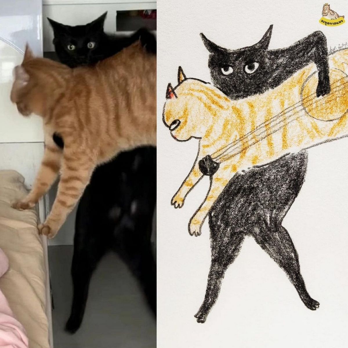Кот играет на коте как на гитаре Черный кот держит рыжего кота, словно гитару