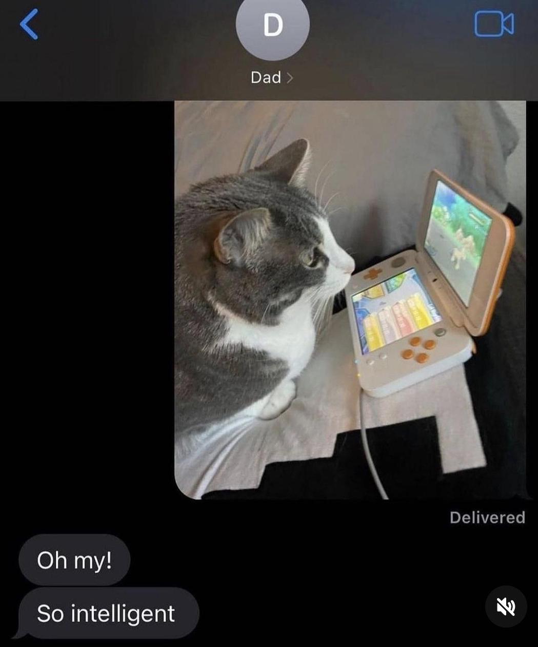 Кот играет в Nintendo Мем, где папа присылает сообщение с фотографией кота, который внимательно смотрит на экран Nintendo 3DS, и комментирует: "О, боже! Такой умный"