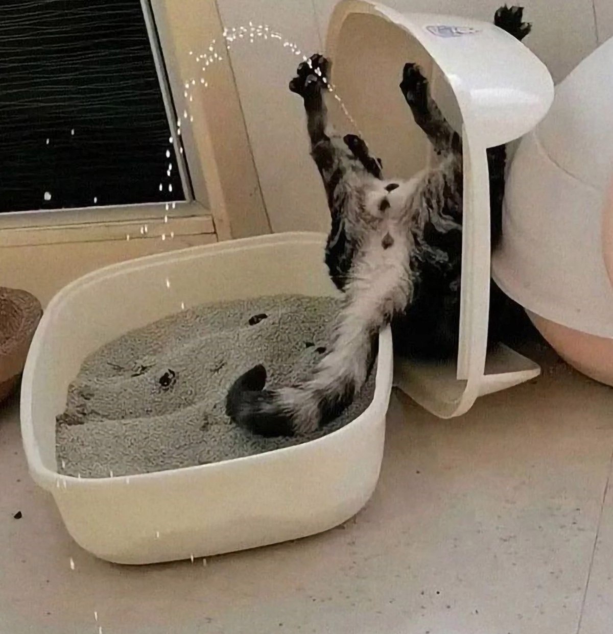 Кот льет воду из лотка Кот из лотка льет воду, лежа на спине