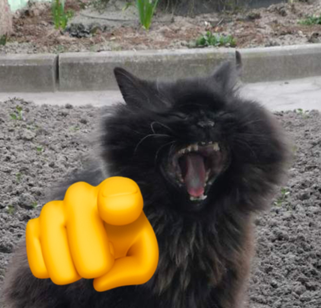 Кот кричит pointing hand Мем с котом, который кричит и показывает пальцем