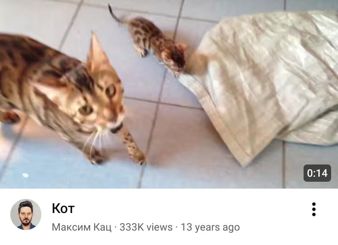 Бенгальская кошка заметила маленькую мышь у подушки и осторожно тянется к ней лапой.