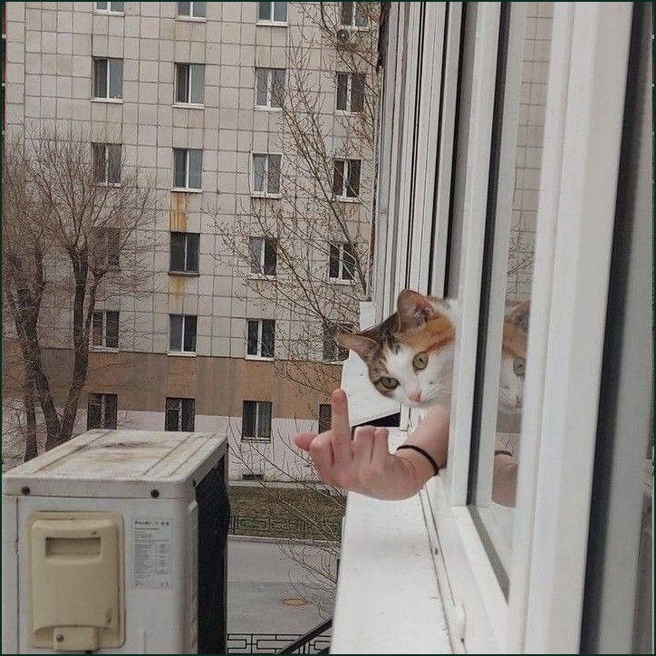 Кот выглядывает из окна, пока рядом человеческая рука показывает средний палец, а его отражение видно в стекле.