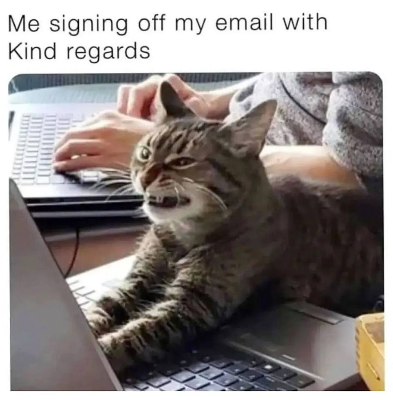Кот подписывает письмо Kind regards Мем с котом, который злобно подписывает электронное письмо «Kind regards» (С уважением).