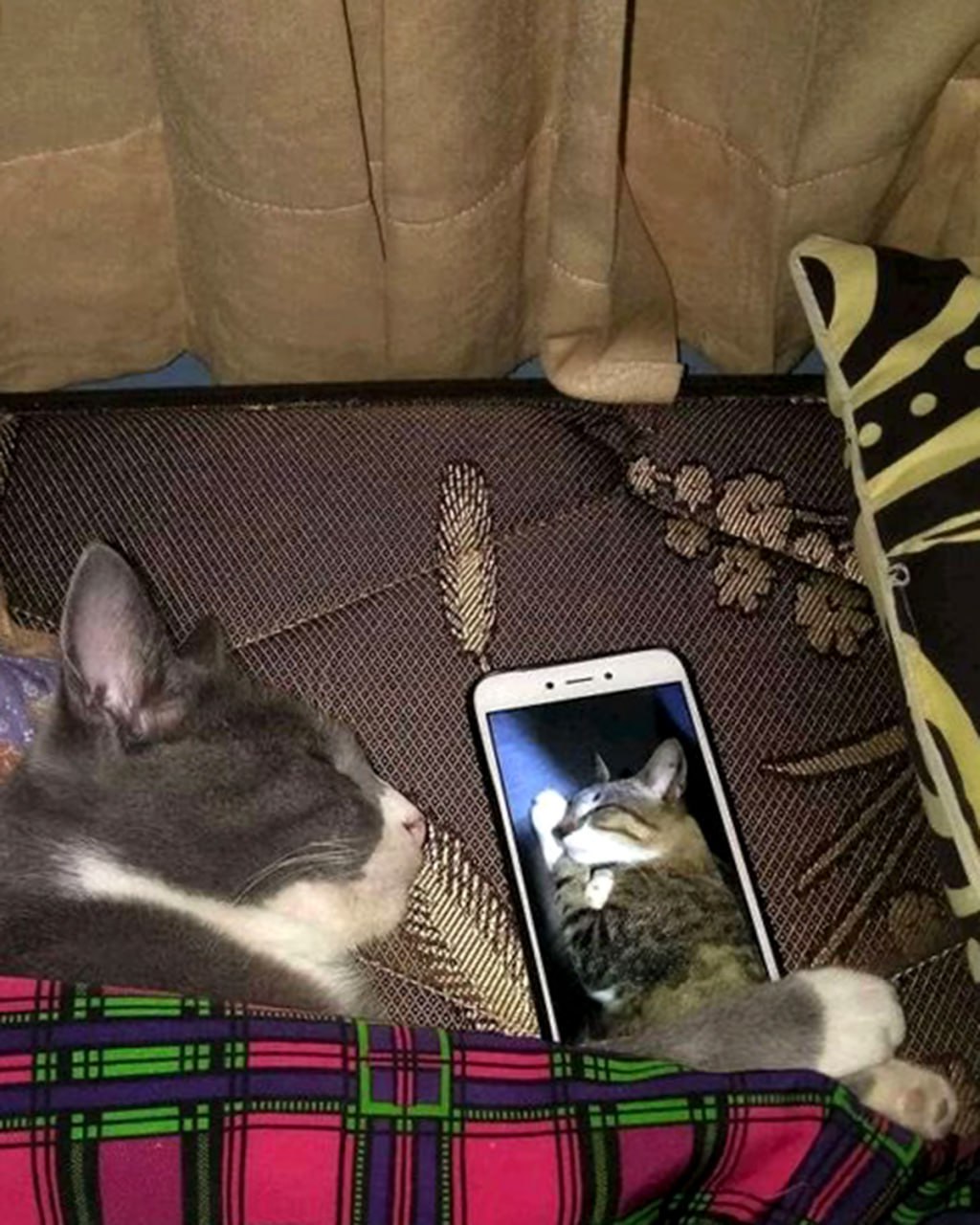 Кот спит рядом с телефоном со своим фото Кот спит рядом с телефоном, на котором отображена его фотография