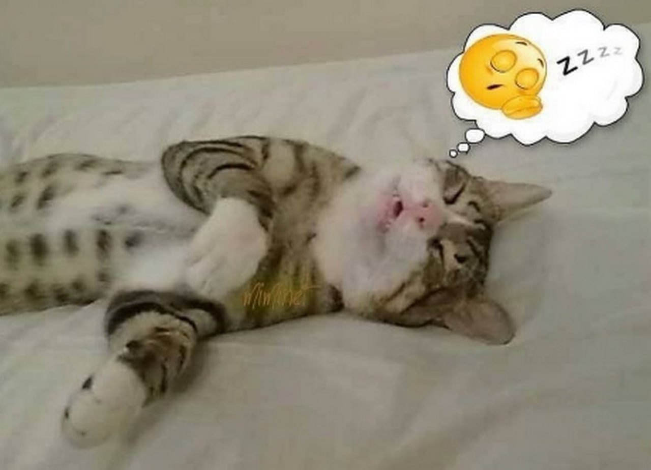 Кот спит на спине, видит сон со спящим смайликом Zzzz Мем с котом, который спит на спине и видит сон со спящим смайликом.