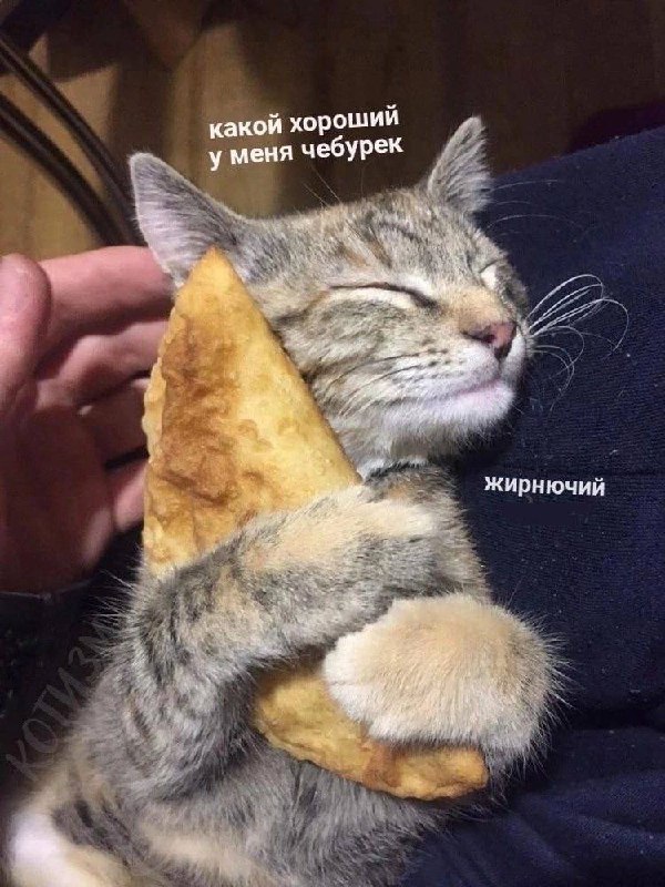 Кот спит с чебуреком Кот обнимает и спит с большим чебуреком