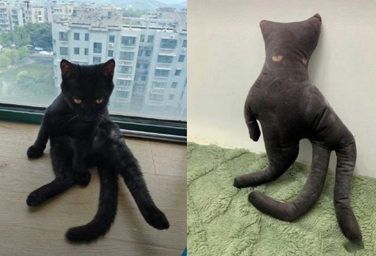 Кот, похожий на подушку Кот, сидящий как человек, и мягкая игрушка в виде кота с вытянутыми лапами