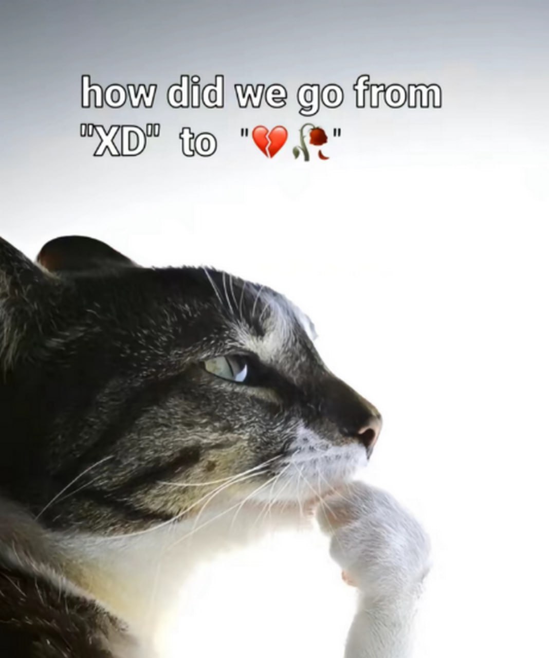 Кот мыслитель how did we go from XD Кот в позе мыслителя, с текстом «how did we go from "XD" to "
"».
