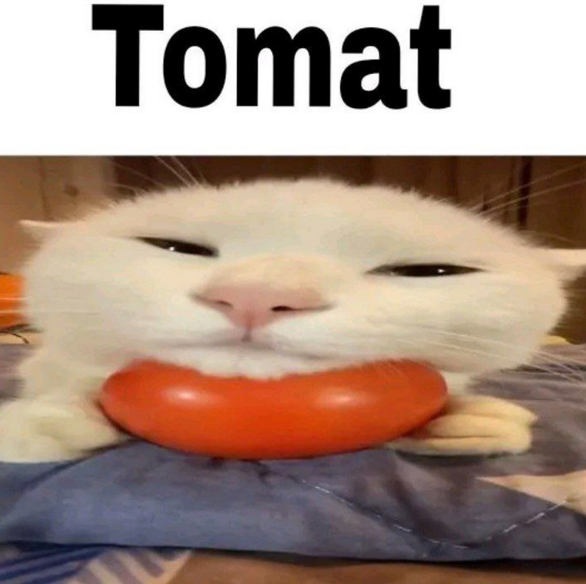 Кот Tomat Белый кот сжимает помидор своими щеками, пытаясь съесть его