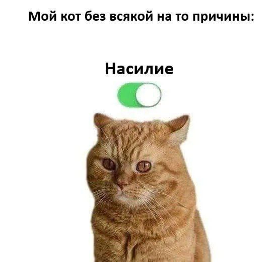 Кот включает насилие Мой кот без всякой на то причины включает "Насилие"