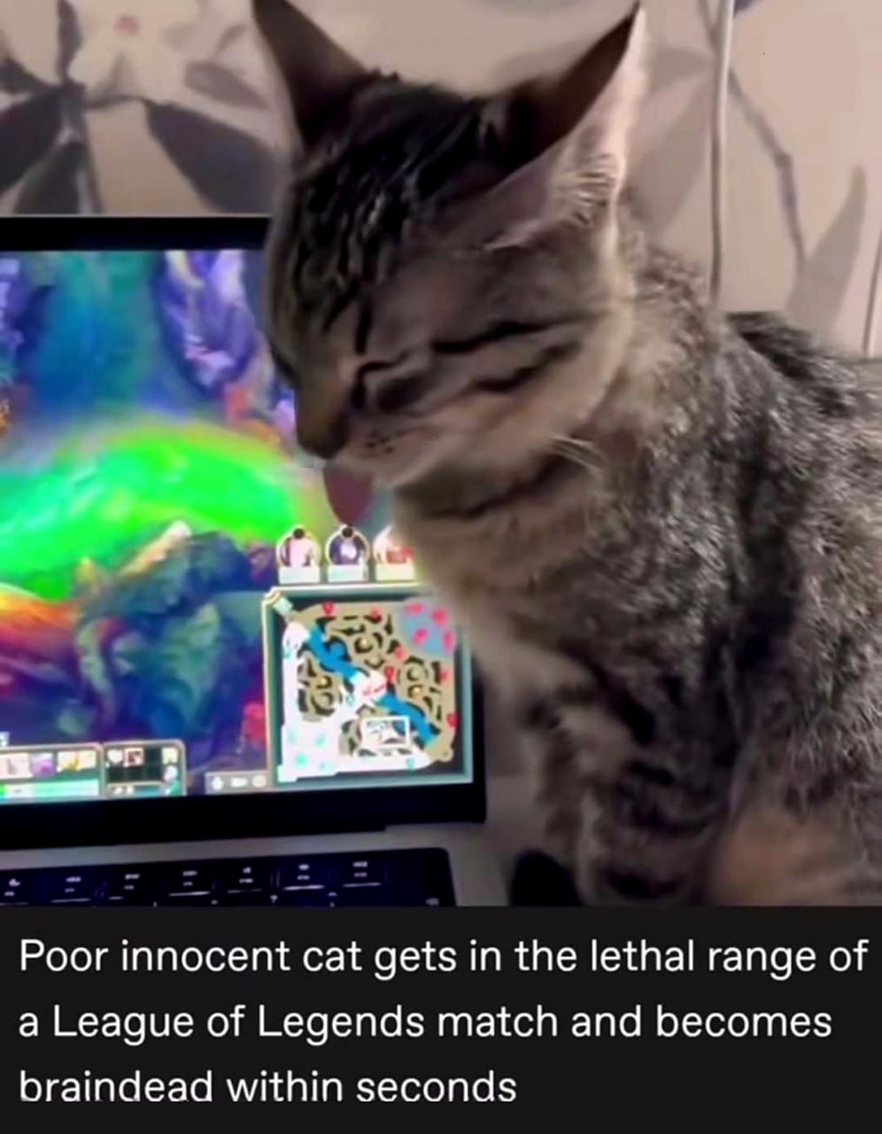 Кошка смотрит League of Legends Бедная невинная кошка попадает в смертельный радиус матча League of Legends и становится безмозглой за считанные секунды
