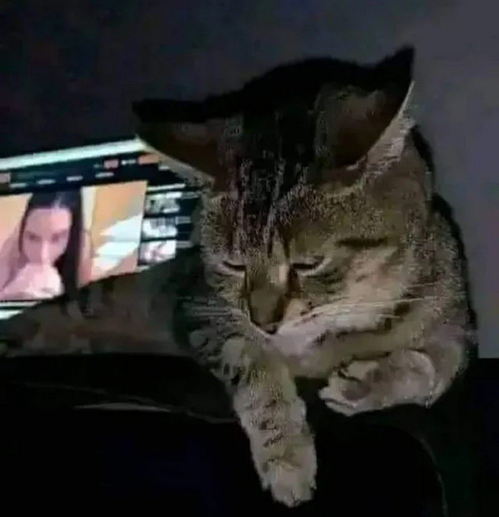 Кот смотрит порно Кот, который смотрит порнографию
