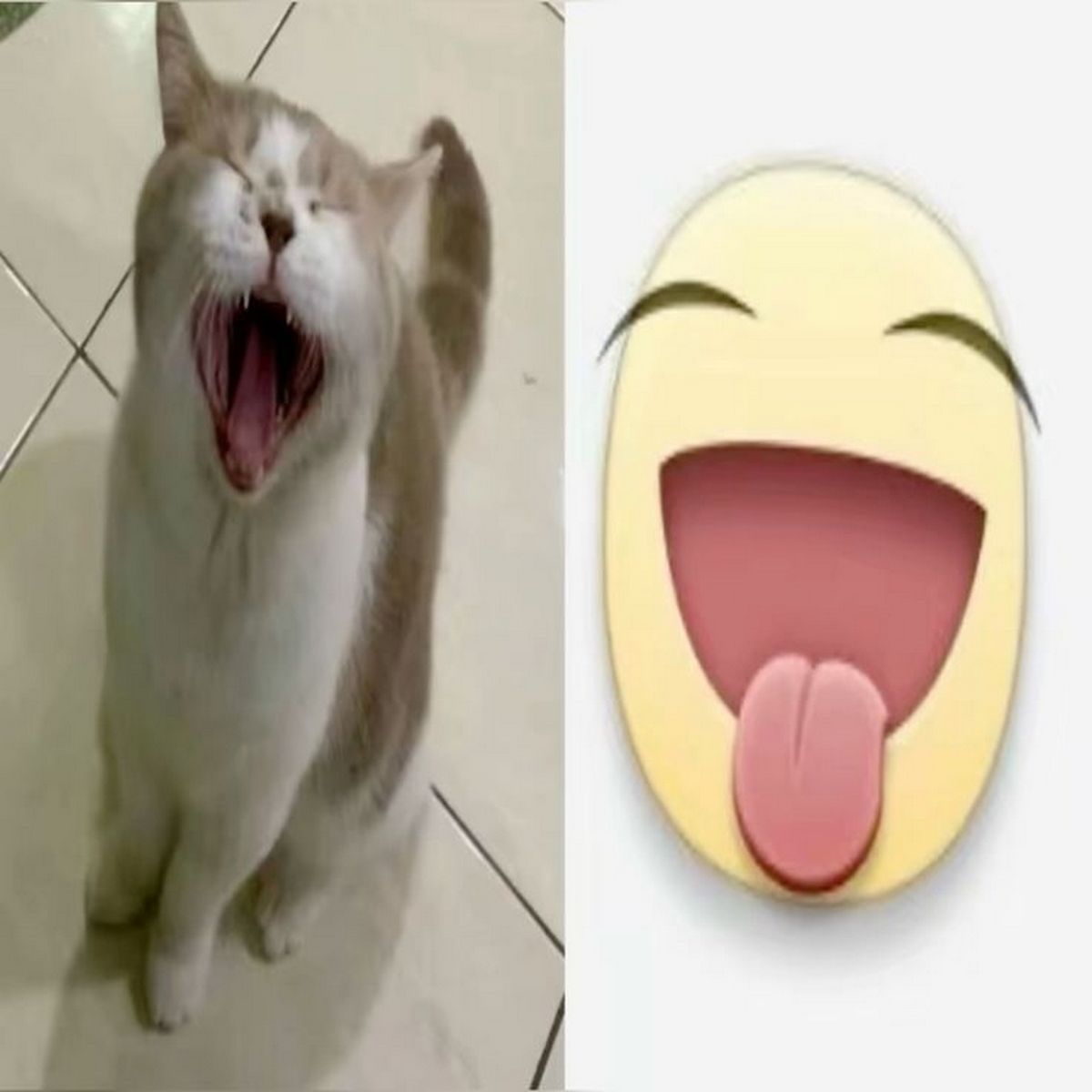 Кот широко открыл рот Мем с котом, который широко открыл рот и похож на смайлик Facebook