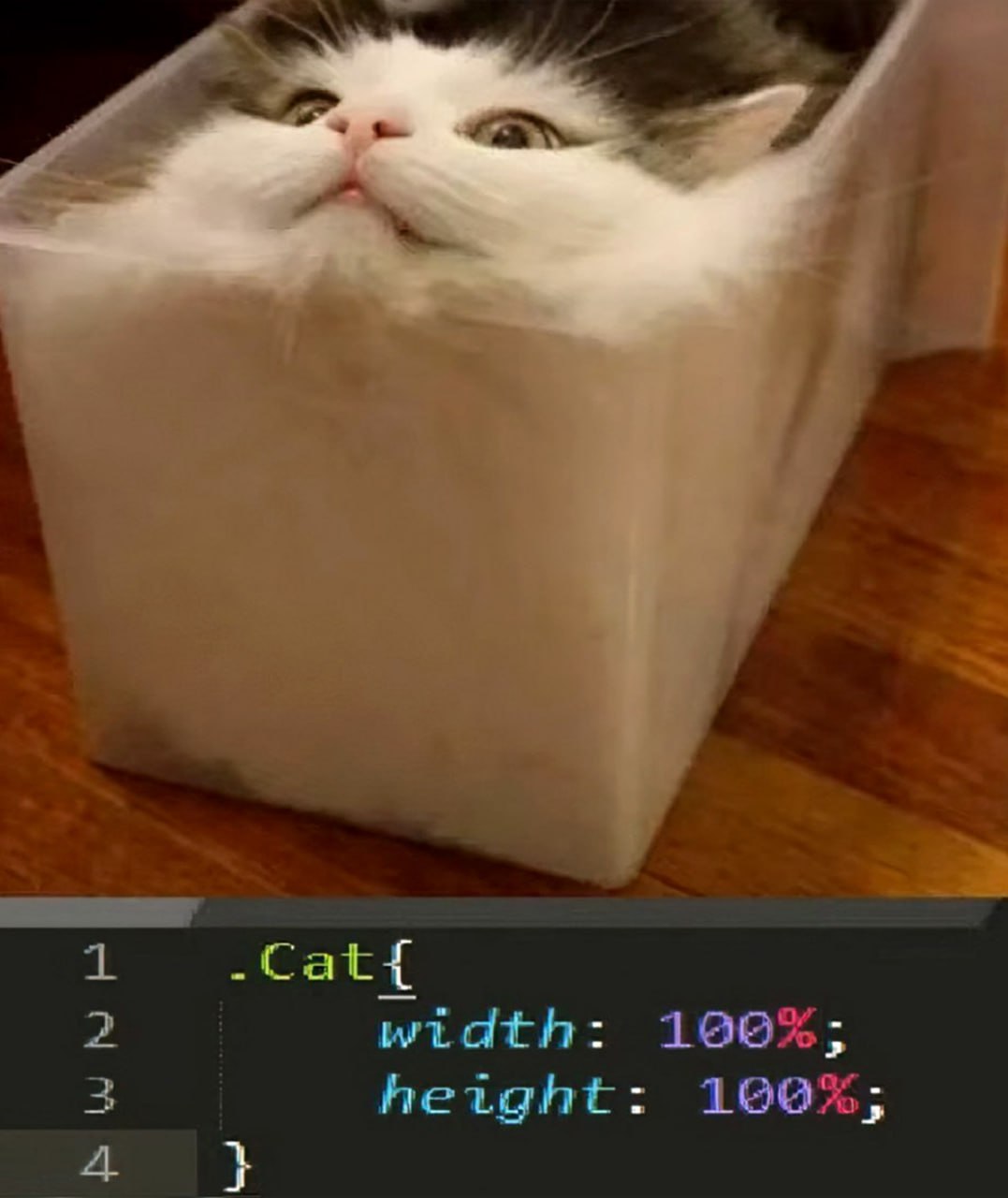 Cat width 100% height 100% Кот, застрявший в коробке, с кодом CSS Cat width 100% height 100%