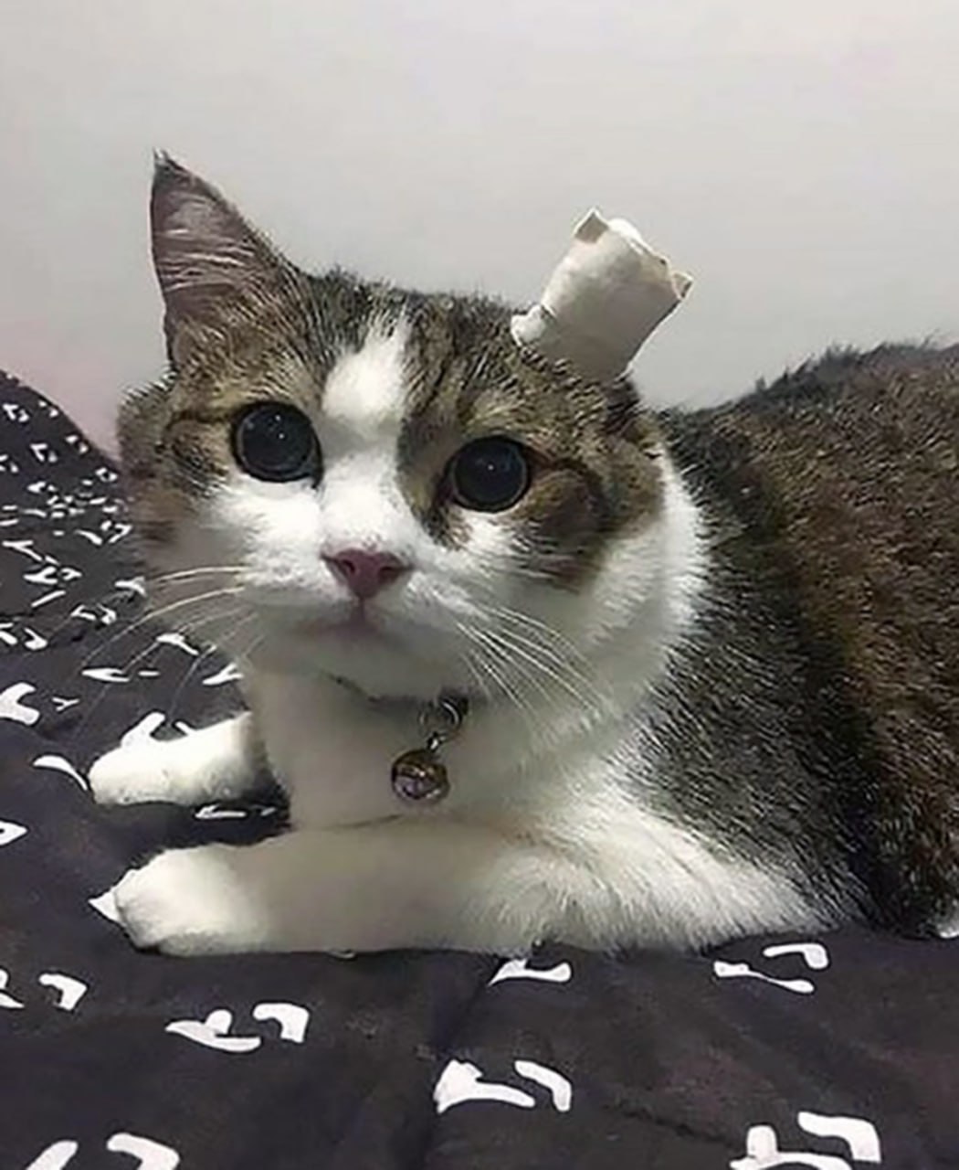 Кот с перевязанным ухом Кот с перевязанным ухом, лежащий на черном одеяле с белыми узорами.