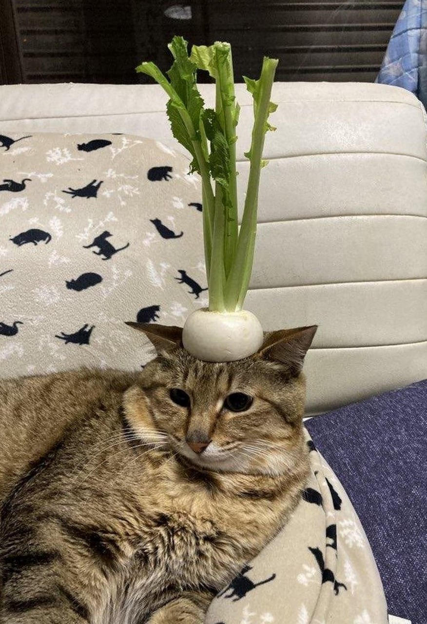 Кот с репой на голове На фото изображен кот с репой или редиской на голове, который спокойно лежит на покрывале.