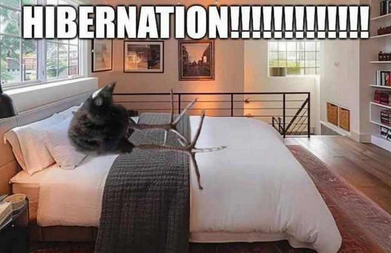 Кот с рогами на кровати HIBERNATION!!!!!!!!!!!!!!!!! Кот с оленьими рогами на кровати в позе, напоминающей подготовку ко сну, с надписью "HIBERNATION"