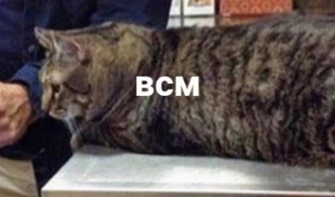 Кот с надписью ВСМ Кот лежит на столе с надписью ВСМ на боку