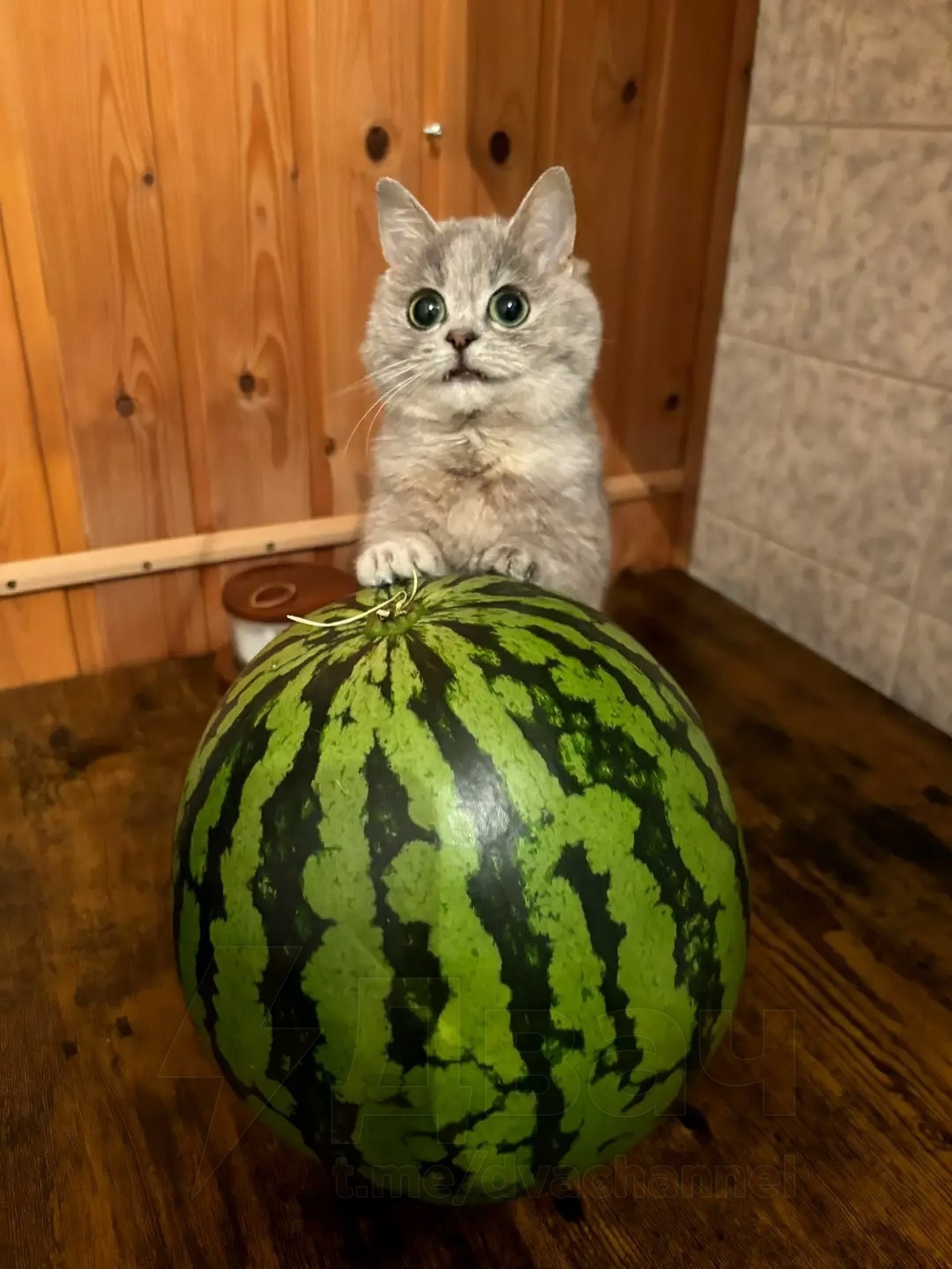 Кот с большими глазами на арбузе Удивленный кот с большими глазами, стоящий на арбузе