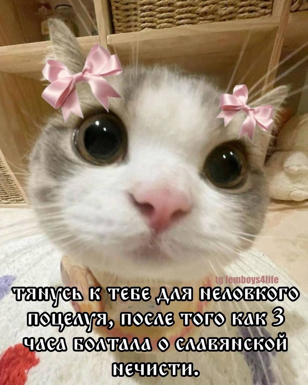 Кот с бантиками тянется для неловкого поцелуя Кот с розовыми бантиками на ушах и большими глазами тянется для неловкого поцелуя после 3 часов разговоров о славянской нечисти.