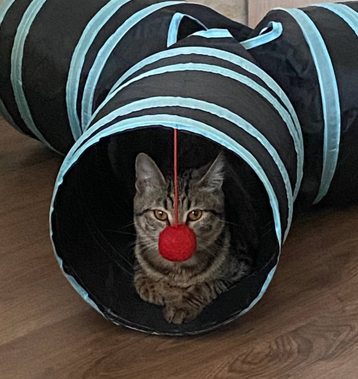 Кот с клоунским носом Кот с красным клоунским носом высунулся из игрушечной трубы