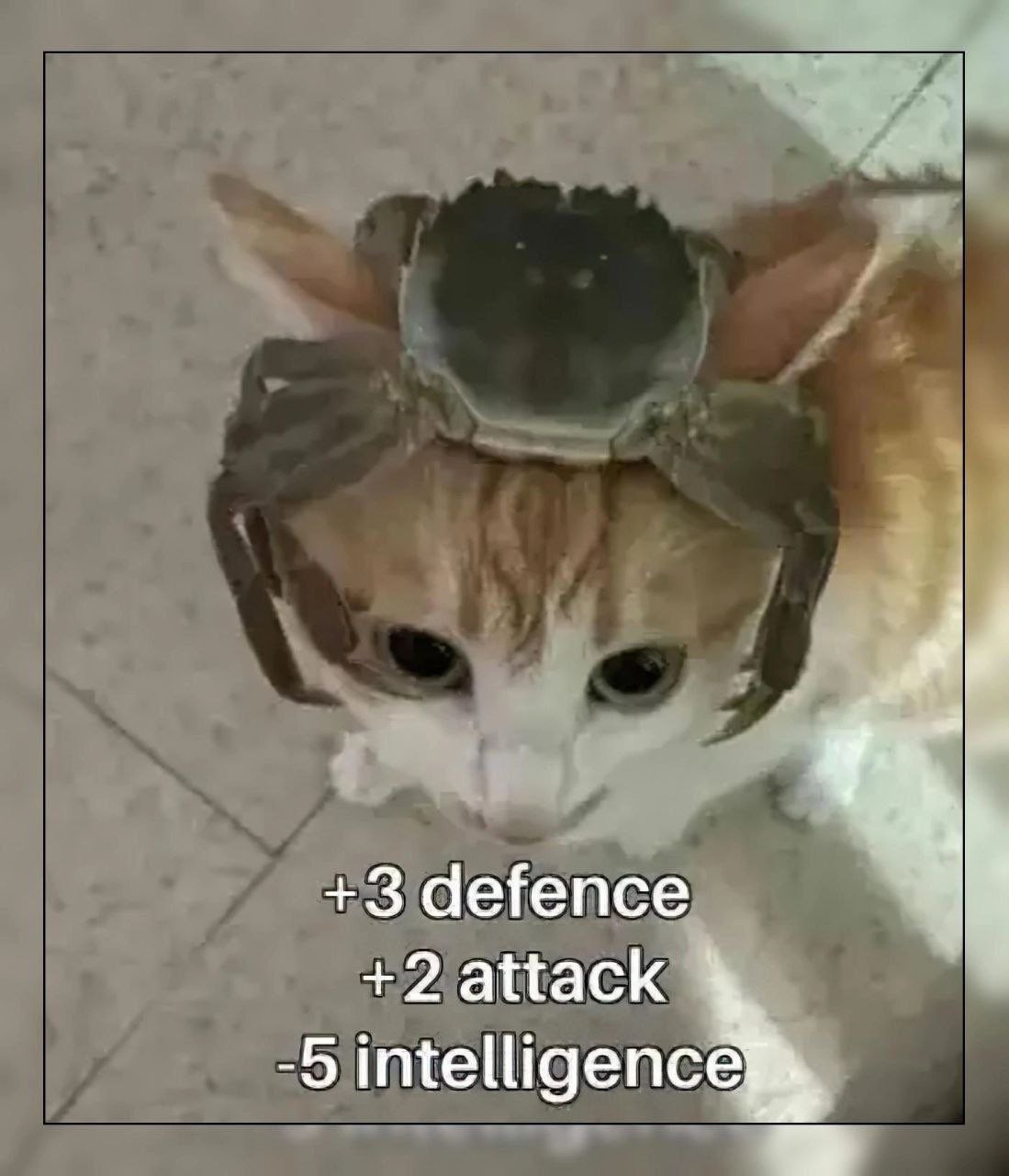 Кот с крабом на голове Кот с крабом на голове, который увеличивает его защиту и атаку, но снижает интеллект