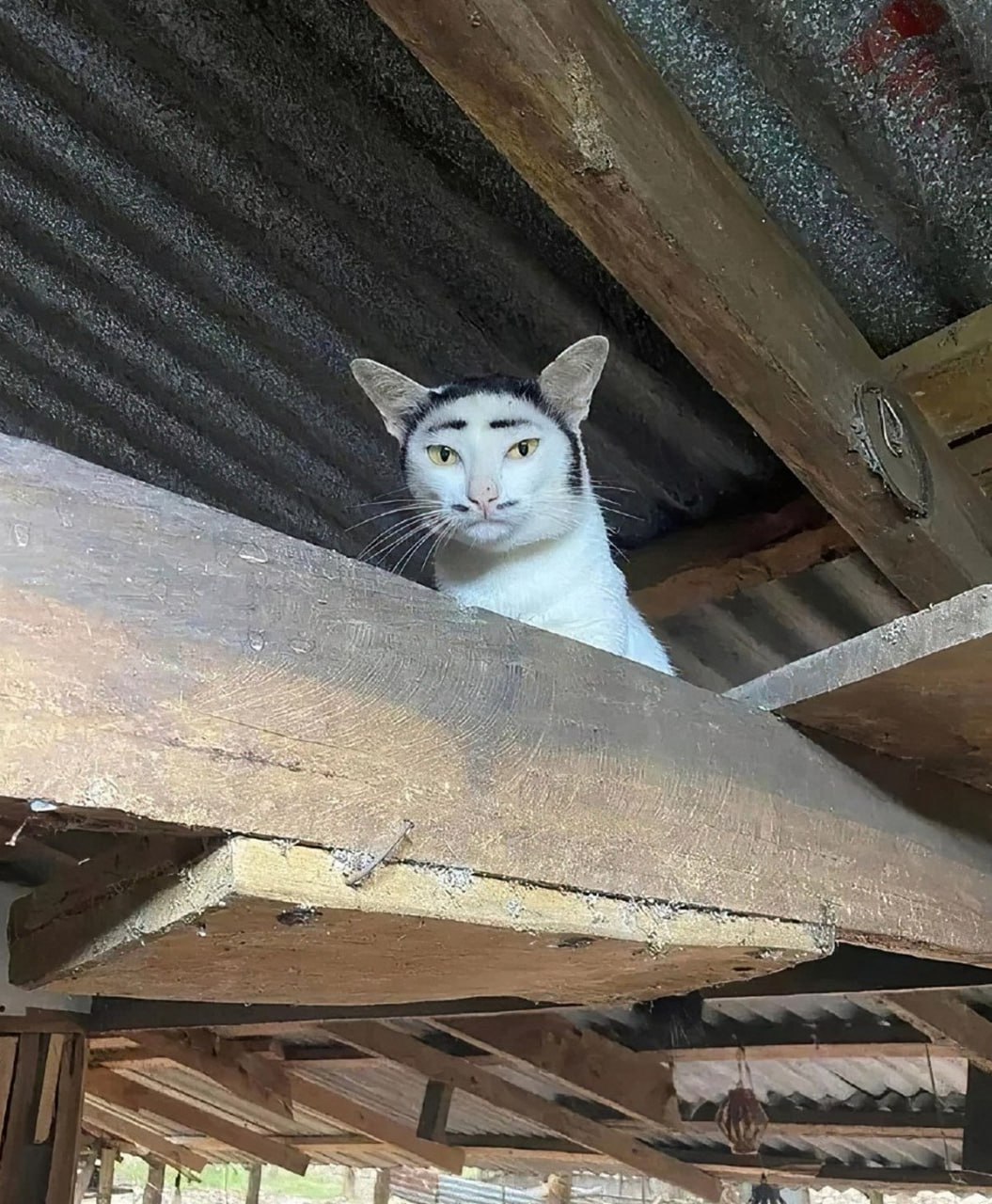 Кот с нарисованными бровями Белый кот с черными пятнами на голове и нарисованными черными бровями и усами сидит на деревянной балке под крышей