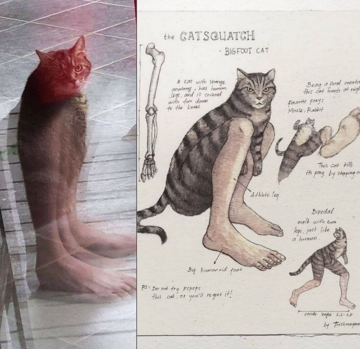 Кот с человеческими ногами кэтсквотч Мем с котом на человеческих ногах, который похож на кэтсквотча из зарисовок.