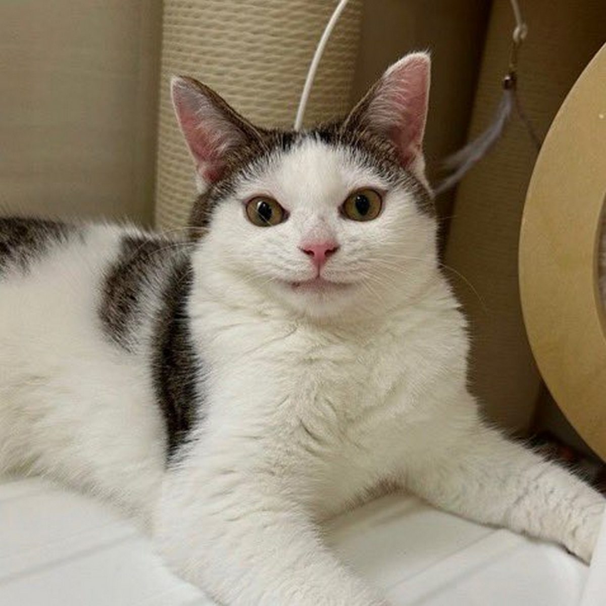 Кот с человеческой улыбкой Мем с котом с человеческой улыбкой, лежащим на кровати