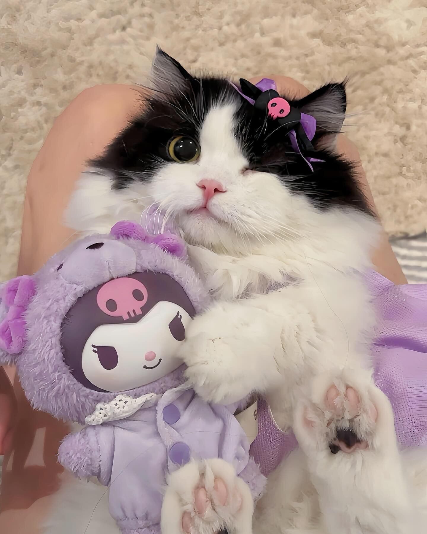 Кот с игрушкой Куроми Черно-белая кошка с игрушкой Куроми и бантиком