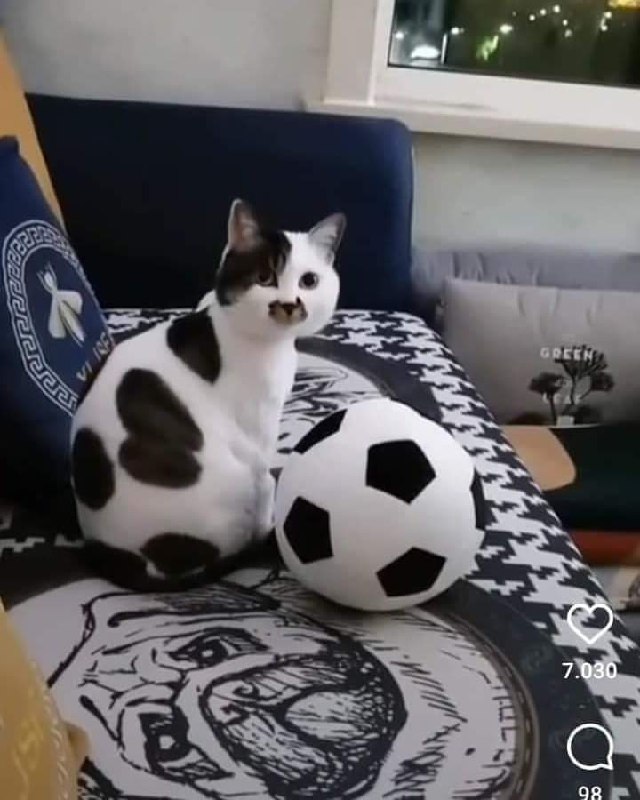 Кот с усами и футбольный мяч Кот с усами на мордочке и футбольный мяч на кровати