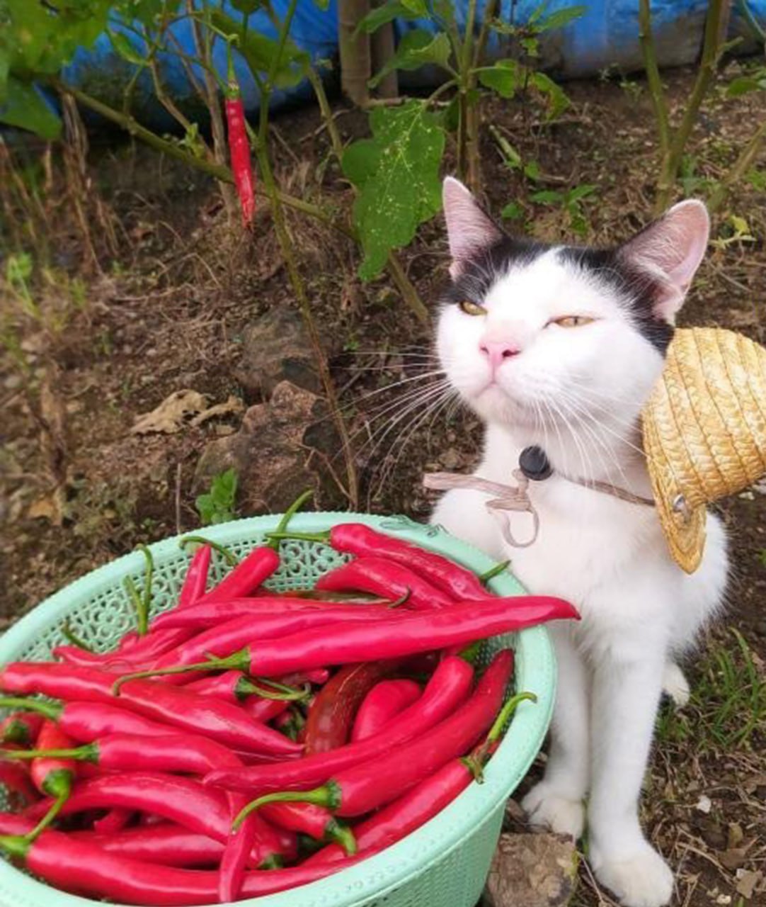 Кот с урожаем перцев Кот в соломенной шляпе, сидящий рядом с корзиной, полной красного перца чили