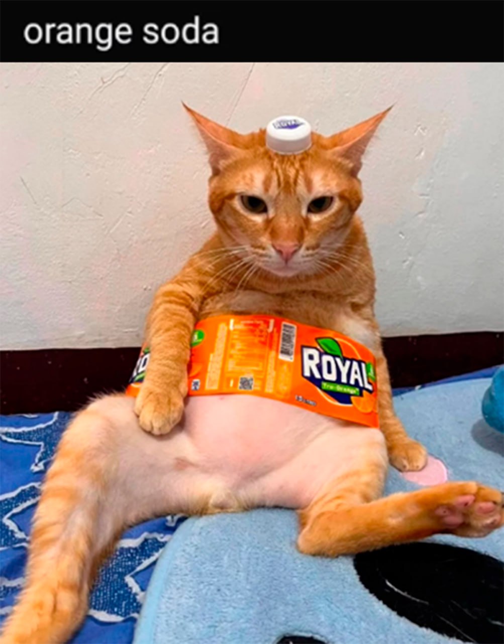 Кот с Royal Orange Soda Рыжий кот с крышкой на голове и этикеткой "Royal Orange Soda" на животе