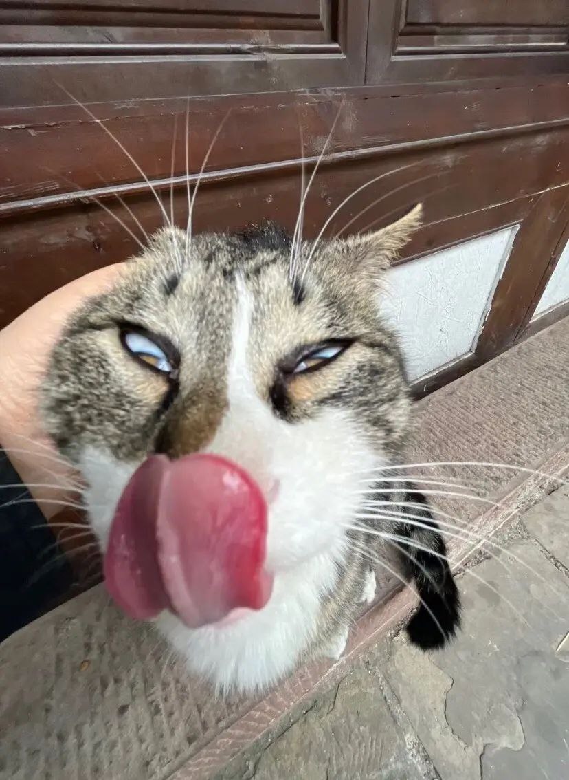 Кот с высунутым языком и закатанными глазами Кот с высунутым языком и закатанными глазами крупным планом