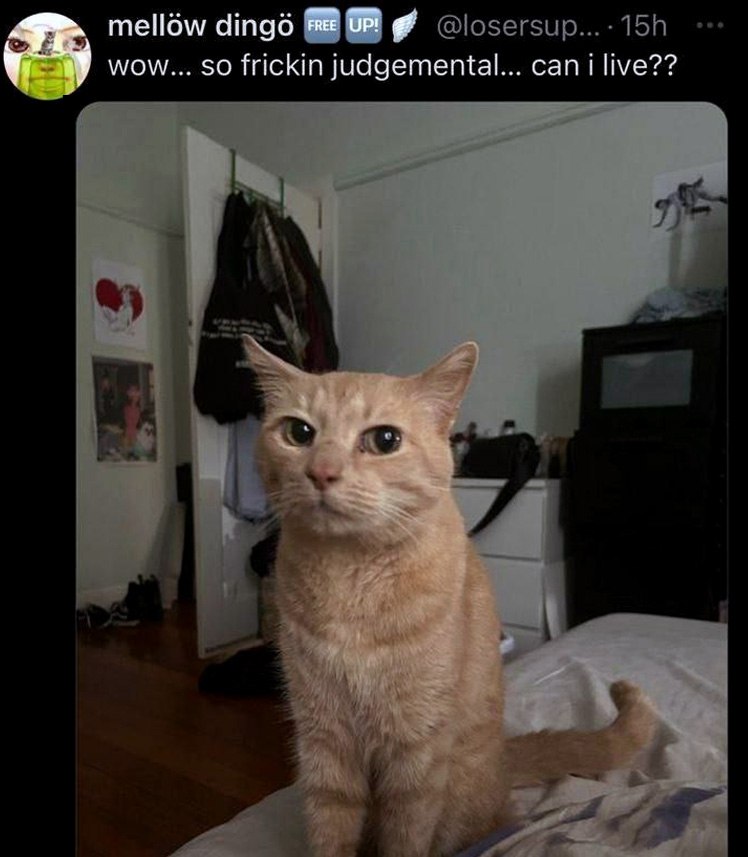 Кот wow so frickin judgemental can i live Мем с котом wow so frickin judgemental can i live
