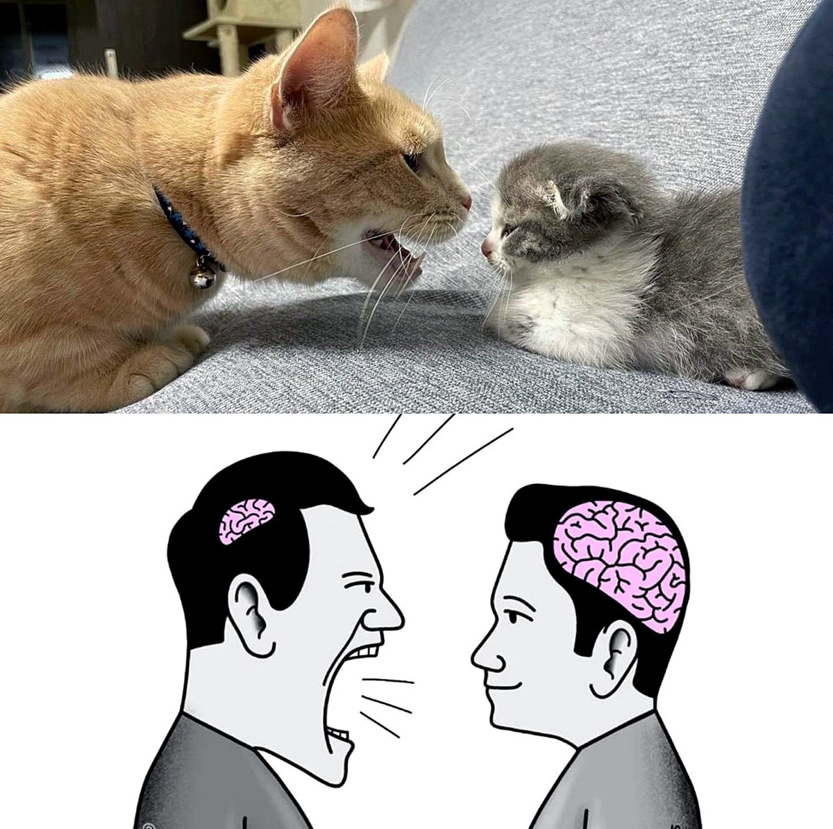 Кот кричит на котенка и человек с маленьким мозгом Мем, где рыжий кот кричит на маленького котенка, а под ним иллюстрация людей с разным размером мозга.