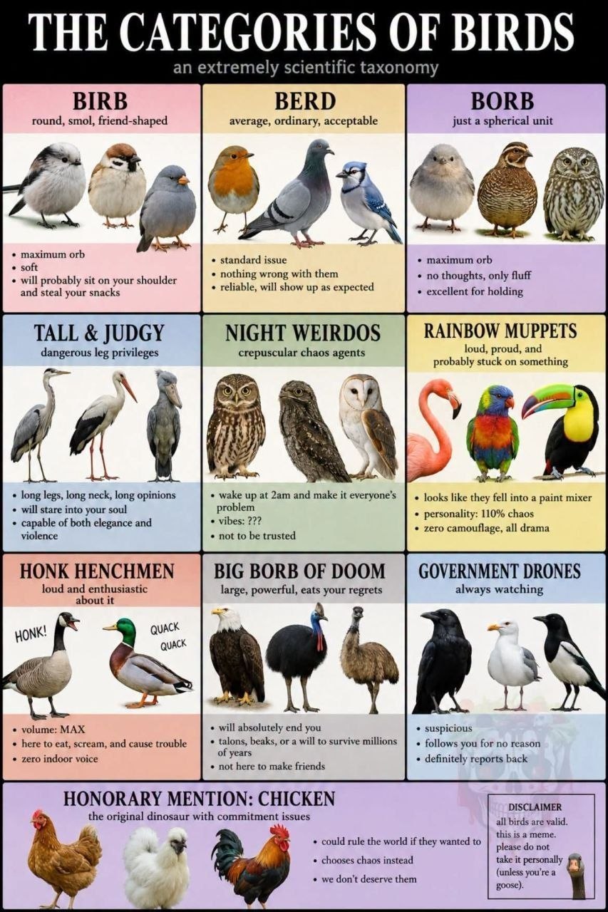 Шуточная научная классификация птиц: birb, berd, borb, ночные странники, радужные маппеты и правительственные дроны.