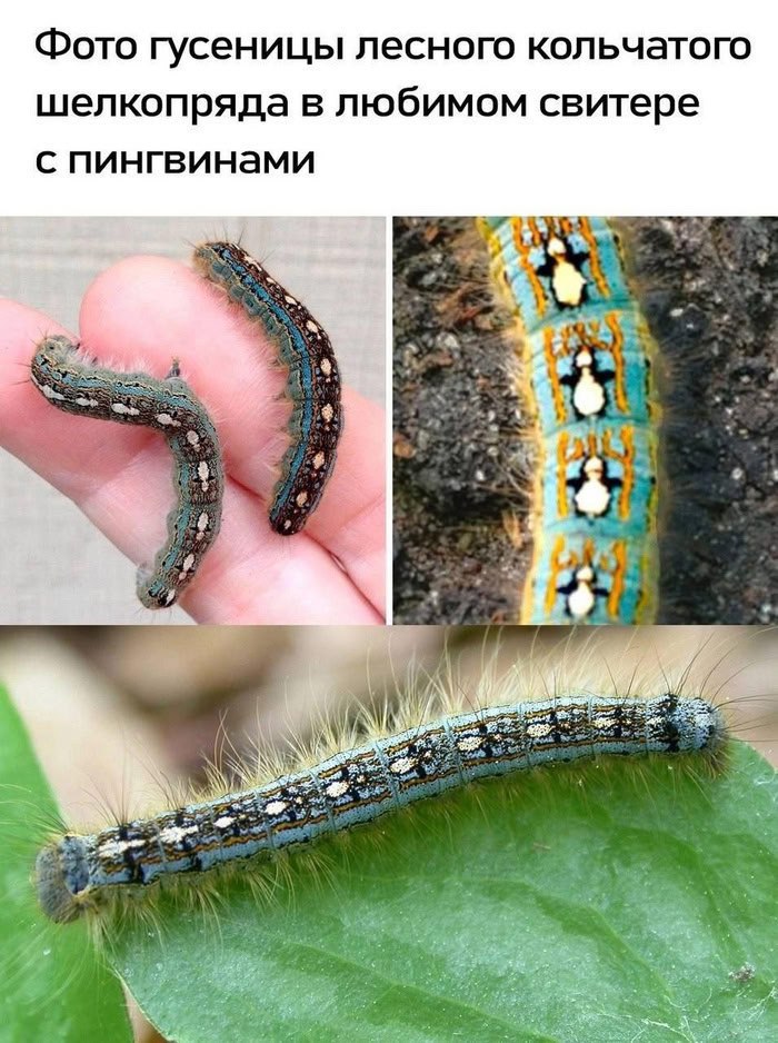 Гусеница в свитере с пингвинами Гусеница лесного кольчатого шелкопряда с узором, напоминающим пингвинов на спине