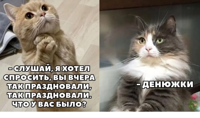 Коты про деньюжки Кот спрашивает про вчерашнюю вечеринку, а второй кот отвечает: "Деньюжки"