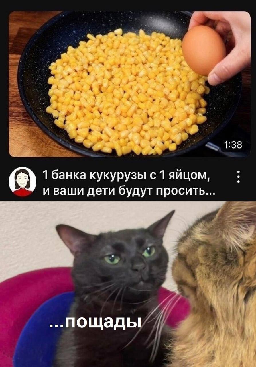 Кошки просят пощады Кошки просят пощады от необычного кулинарного рецепта с кукурузой и яйцом