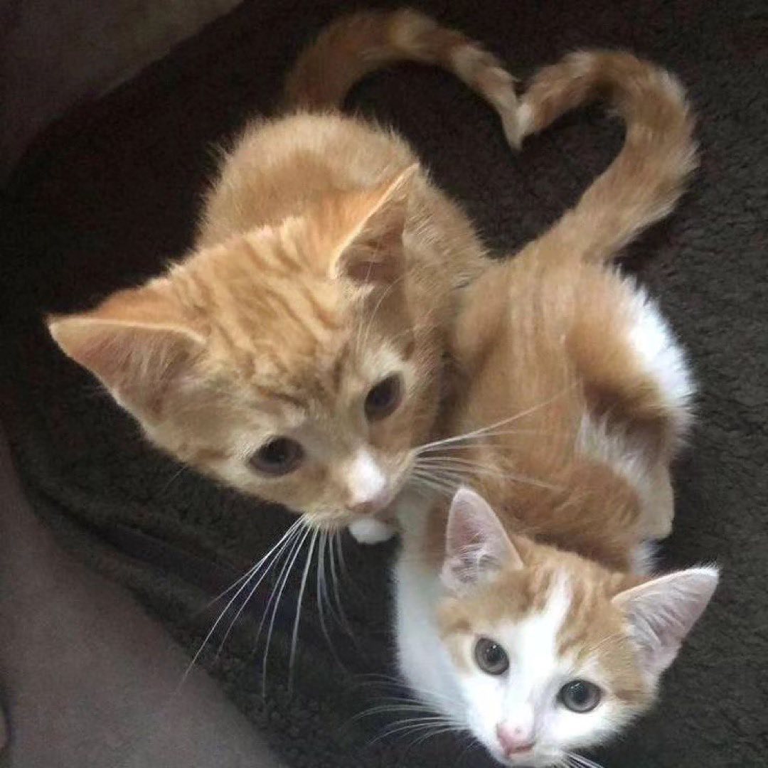 Котики с хвостом-сердечком Два рыжих котенка, у одного из которых хвост изогнут в форме сердца