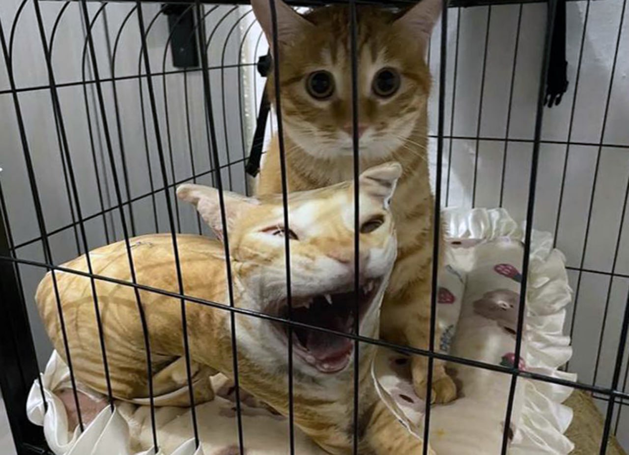 Кошки в клетке Две рыжие кошки в клетке, одна из которых зевает или кричит, а другая смотрит напуганными глазами