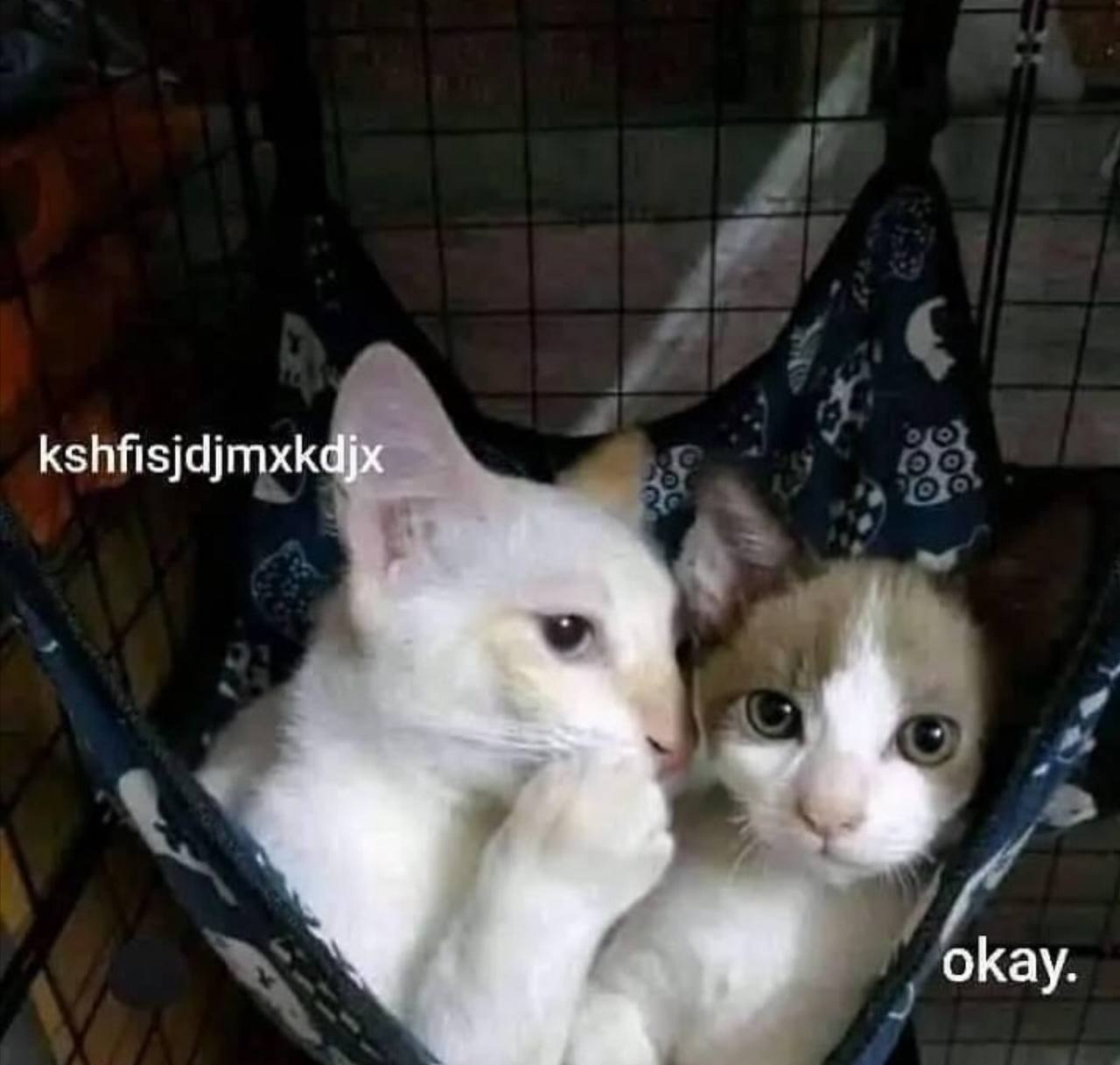 Кошки kshfisdjmxkdjx okay Кот, который что-то думает, и котенок, который смотрит на него с фразой "okay" и набор букв "kshfisdjmxkdjx"