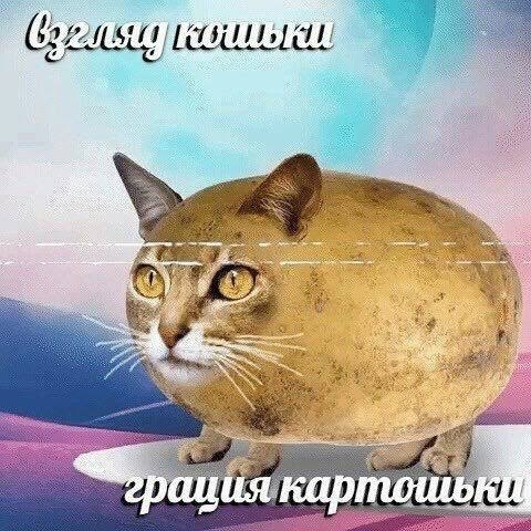 Кот с телом картошки на ярком фоне, с подписью «Взгляд кошки, грация картошки».