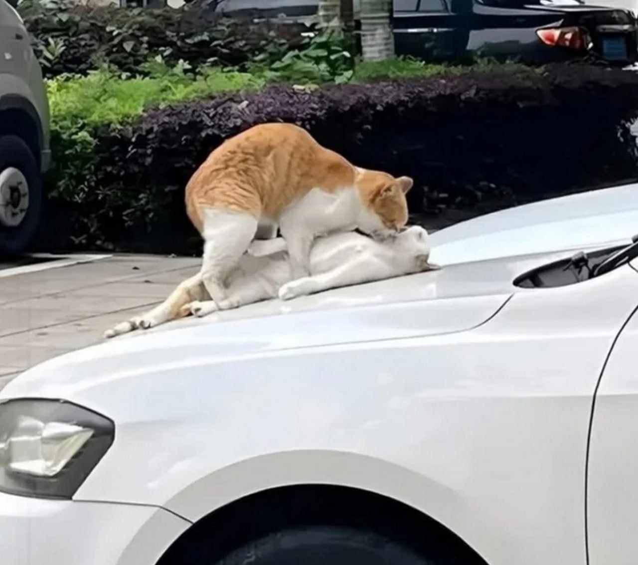 Коты на машине Рыжий и белый коты залезли на капот машины, где белый кот лежит на спине, а рыжий кот нависает над ним сверху