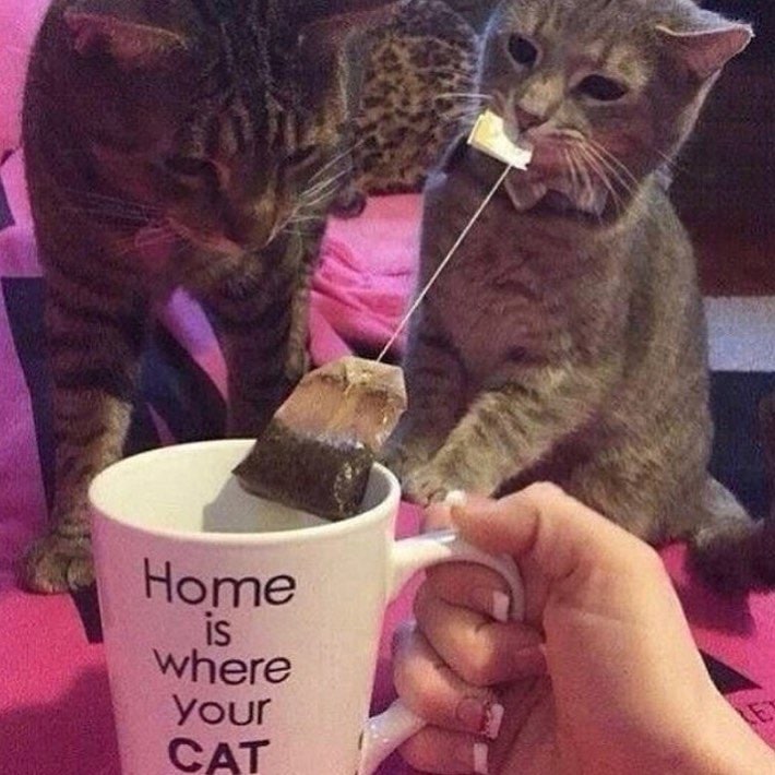 Коты играют с чайным пакетиком На картинке два кота играют с чайным пакетиком, один из которых держит нитку пакетика во рту.