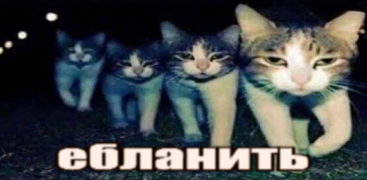 Ебланить кошки Кошки идут ночью с надписью «Ебланить»